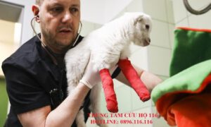 10 địa chỉ cứu hộ chó mèo